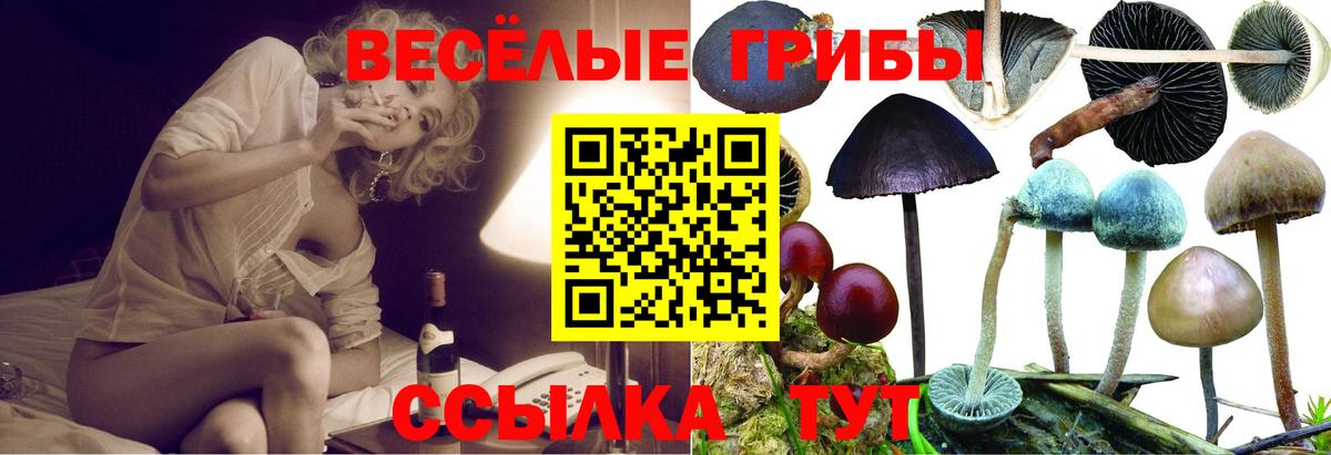 Псилоцибиновые грибы Cubensis  Вход с VPN  Малгобек 